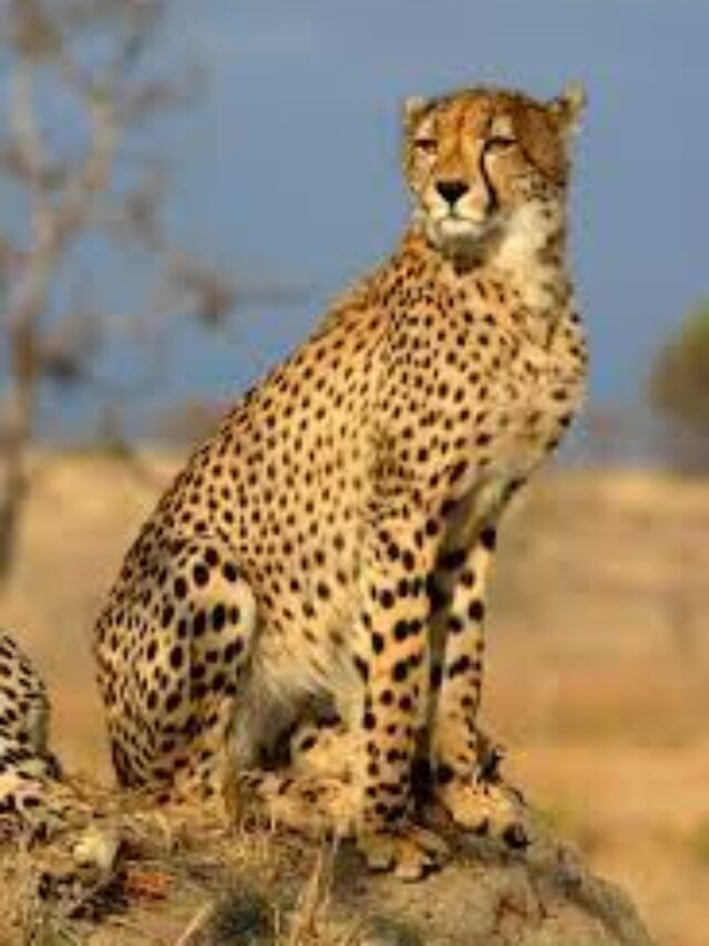 नामीबिया से भारत आएंगे चीते..