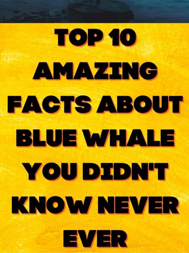 top 10 amazing facts about blue whale you didnt know never ever