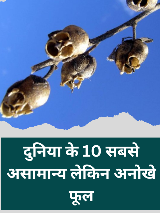 दुनिया के 10 असामान्य लेकिन अनोखे फूल