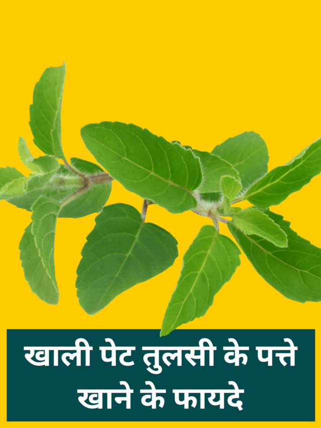 खली पेट तुलसी के पत्ते खाने के फायदे