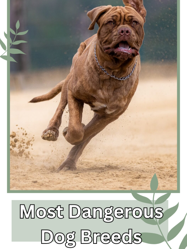 Most Dangerous Dog Breeds