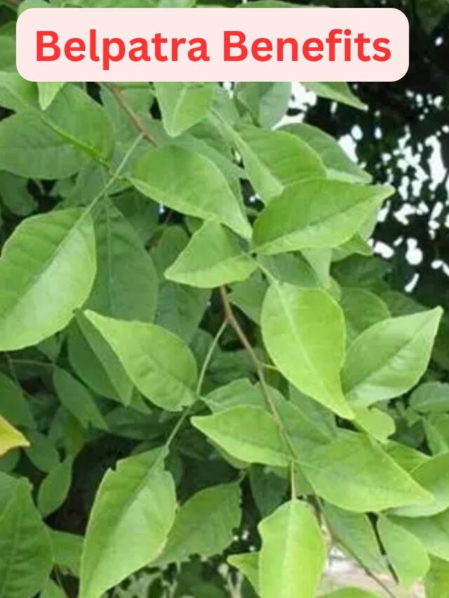 Belpatra Benefits